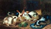 unknow artist Rabbits 116 Spain oil painting artist